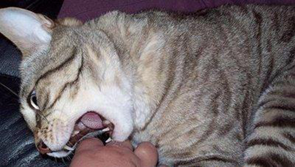 猫抓病是什么病?猫抓病会死吗（汉赛巴通体病毒引起）(图4)