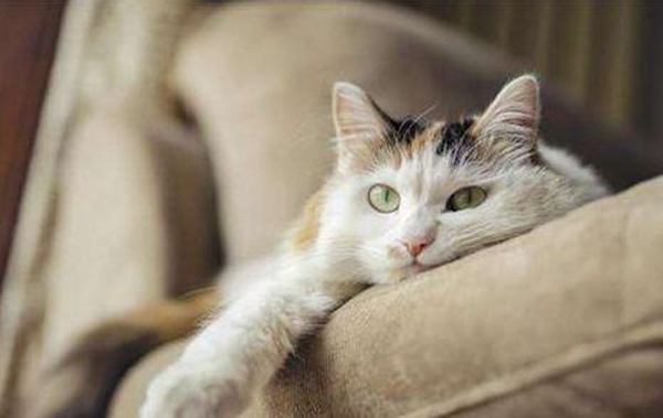 猫抓病是什么病?猫抓病会死吗（汉赛巴通体病毒引起）(图5)