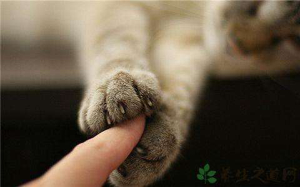 猫抓病是什么病?猫抓病会死吗（汉赛巴通体病毒引起）(图3)