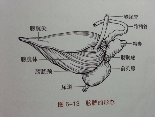 膀胱三角图片位置图图片