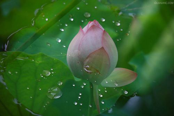 莲花效应是什么意思?荷叶自洁保持干燥的能力(图3)