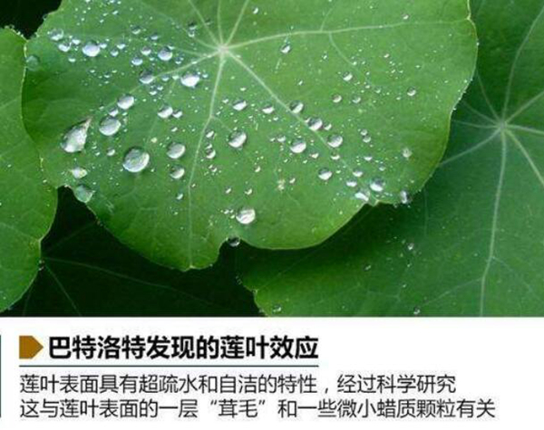 莲花效应是什么意思?荷叶自洁保持干燥的能力(图7)
