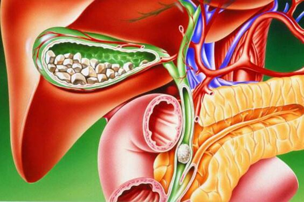 胆子胆囊图片