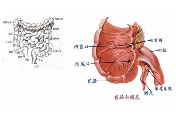 盲肠和阑尾是一回事吗?阑尾是盲肠的末尾(盲肠不能割)(图7)