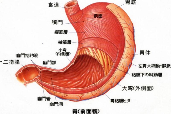 胃为什么不会消化自己?每分钟更新50万细胞(三天换个新胃)(图2)