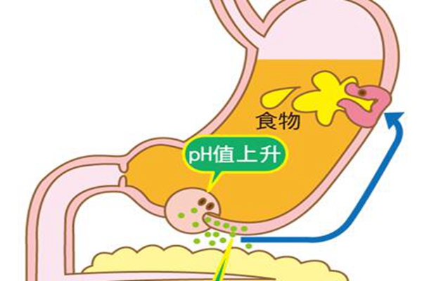 胃为什么不会消化自己?每分钟更新50万细胞(三天换个新胃)(图4)