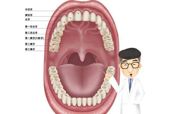 为什么人的牙齿长得不一样?门牙尖牙功能各异(撕碎研磨)(图3)
