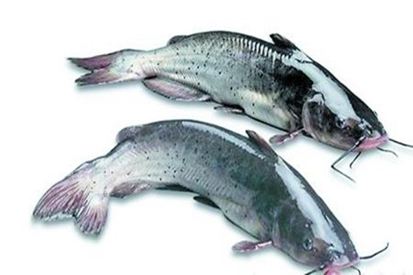 为什么鱼身上有黏液?维持体内渗透压(保护和防御作用)(图2)