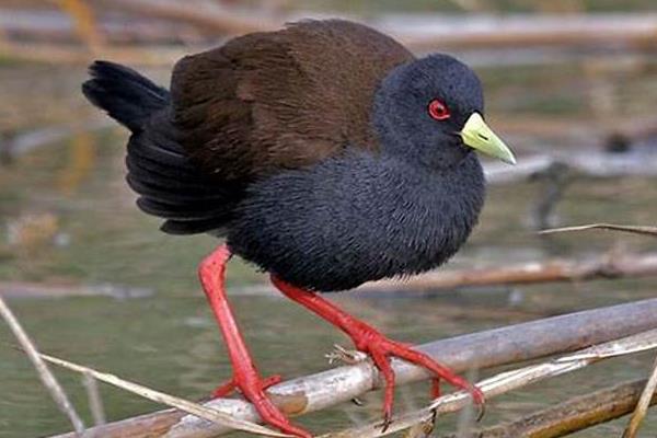 马达加斯加岛巨型怪鸟图片