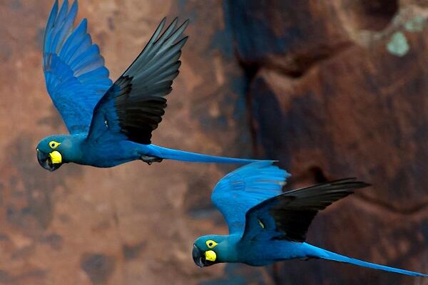 青蓝金刚鹦鹉:拥有硕大弯鸟喙(体型庞大/体长75厘米)
