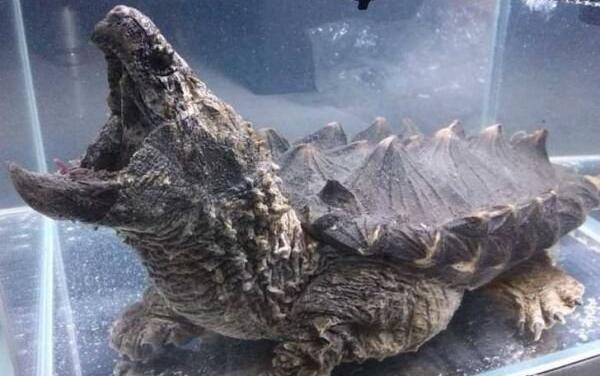 世界上最著名的鳄龟真鳄龟身长79厘米头大不能缩壳