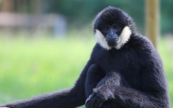 海南黑冠长臂猿图片图片