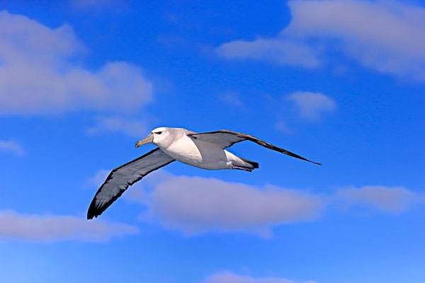 世界上飞行能力最强的鸟信天翁 能长时间翱翔海洋上空 探秘志手机版