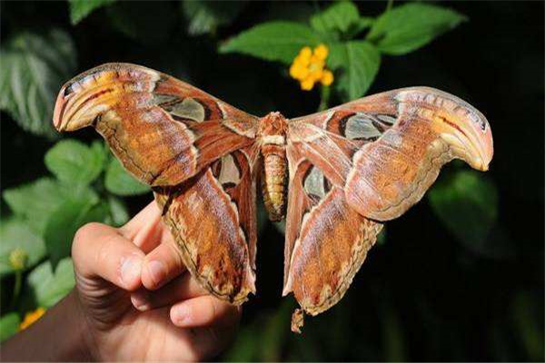 世界上最大的飞蛾是什么阿拉特斯蛾展开翅膀达30cm