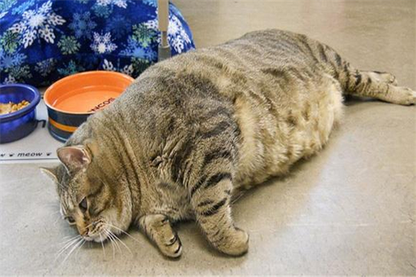 世界上最胖最重的猫 23公斤重的俄罗斯凯蒂（一直减肥）
