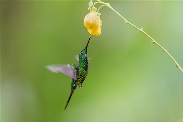 皇领蜂鸟：有着很强的飞行技巧（主要生活在森林深处）插图2