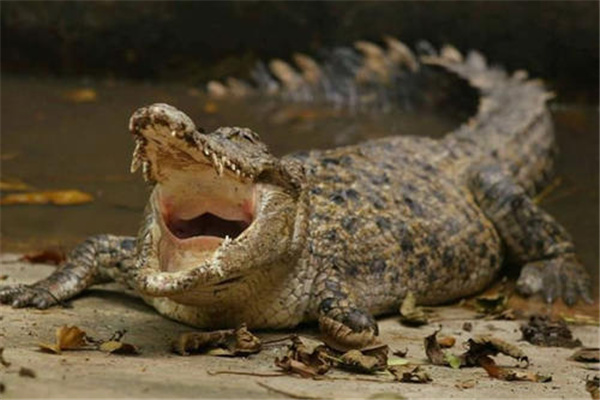 马来长嘴鳄：主要分布在东南亚国家（部分地区已经灭绝）插图6