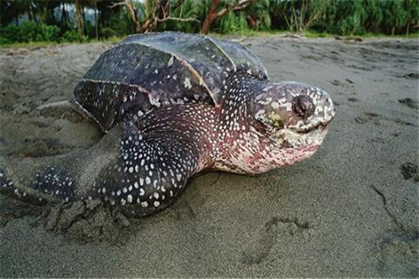 革龟：原产于大西洋和太平洋（喜欢温暖海域）插图4