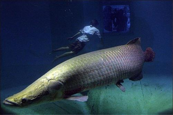 亚马逊河生物巨型图片