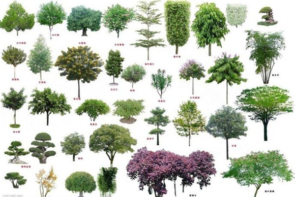 52种常见乔木 灌木图片
