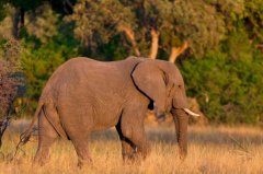 为什么大象用鼻子吸水不会呛到：鼻腔后有软骨阻挡水