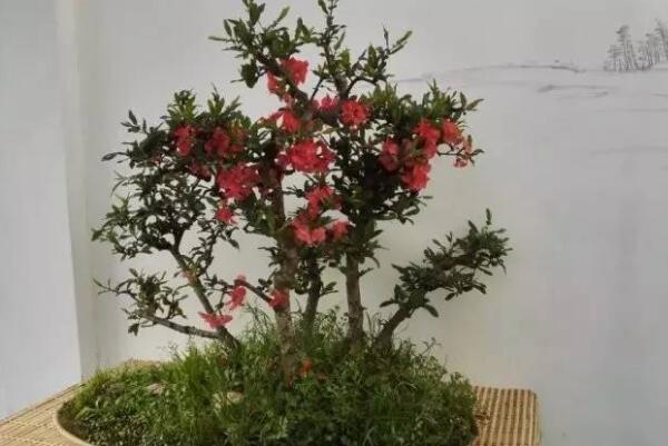 海棠花的花语是什么：在爱情中象征苦恋(爱而不得)(图2)