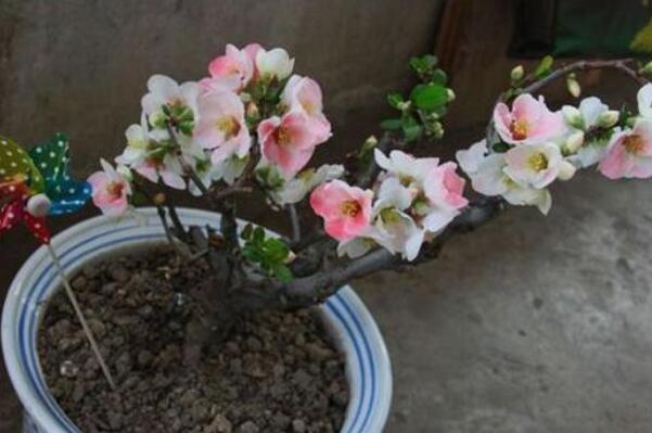 海棠花的花语是什么：在爱情中象征苦恋(爱而不得)(图1)