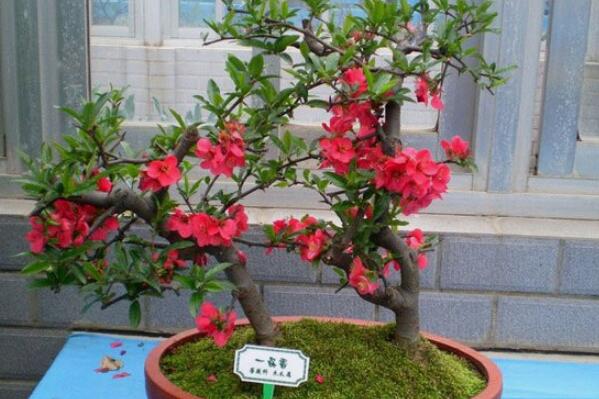 海棠花的花语是什么：在爱情中象征苦恋(爱而不得)(图3)