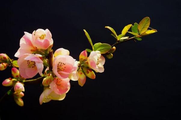 海棠花的花语是什么：在爱情中象征苦恋(爱而不得)(图4)