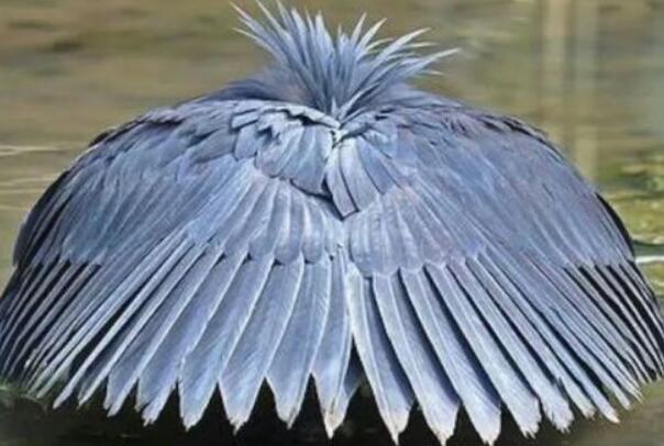 黑鹭：长约42厘米，心机腹黑(将翅膀搭成凉棚捕食)插图4