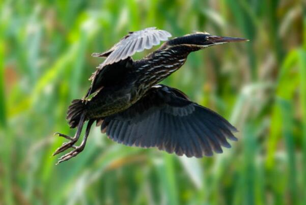 黑鹭：长约42厘米，心机腹黑(将翅膀搭成凉棚捕食)插图6