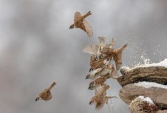 因为科学家的一次误判，导致中国麻雀几乎灭绝，不得不进口