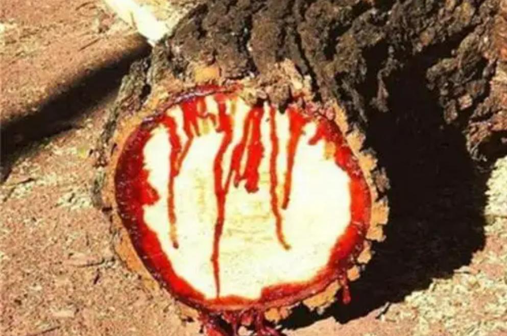 吸血树是什么？吸血树真的会吸血吗？（吸血树之谜竟是这般）