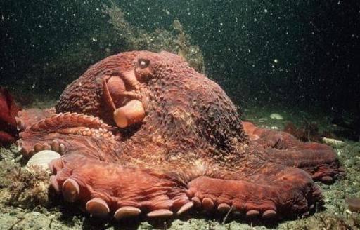 世界上最大的章鱼，平均正常能够达到9.1米，体重高达272公斤
