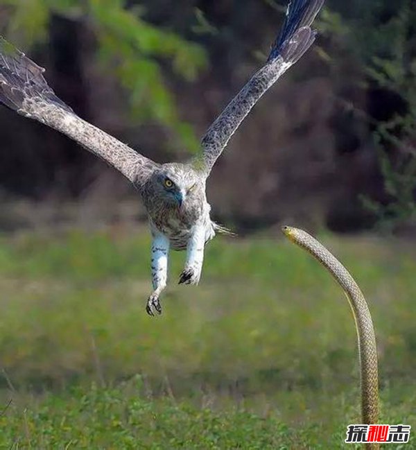 鹰为什么不怕毒蛇,这种动物将眼镜蛇戏耍