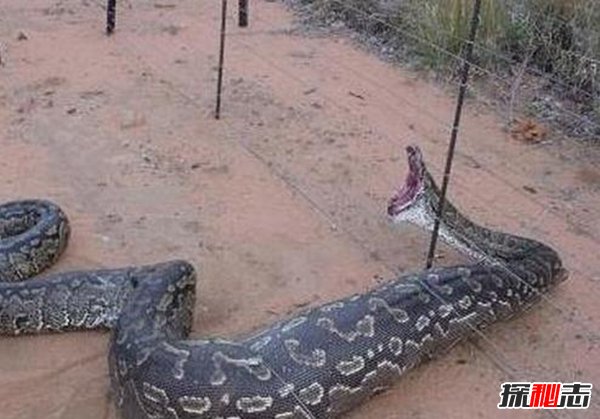 贵州挖出4吨大蛇,一口将小孩给吞进去(极其恐怖)