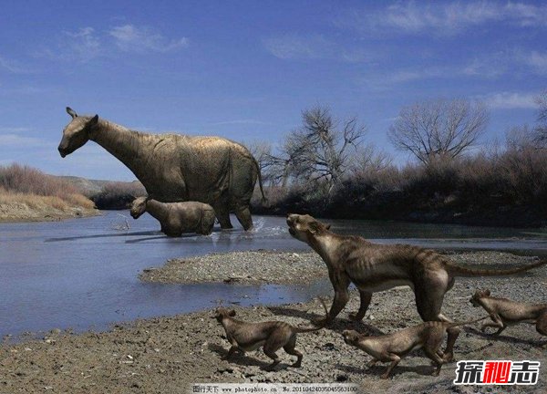巨犀vs猛犸象谁厉害,巨犀的冲撞力更凶猛