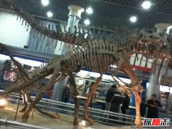 中国最强大的十大食肉恐龙,揭秘中国有哪些食肉恐龙