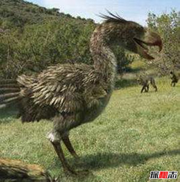 幸好这30种动物灭绝了,阿根廷巨鹰翅膀张开有7米长