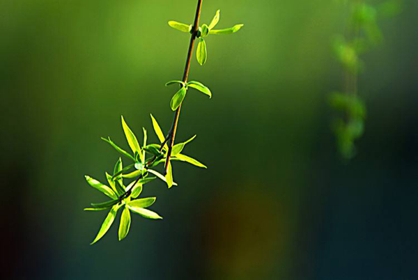 立春是什么意思?立春有哪些重要特点(倒春寒)(图1)