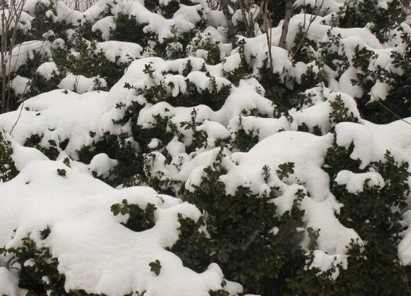 大雪是什么意思?大雪时节如何养生（防寒保暖）(图4)