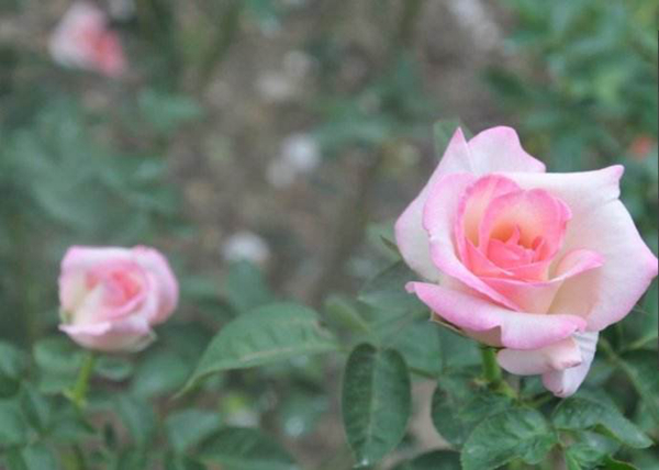 豆蔻年华指多大年龄?十三四岁少女(起源杜牧诗句)(图1)