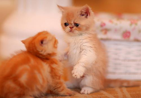 为什么会有恐猫症?恐猫症是天生的吗（基因中的恐惧）(图5)