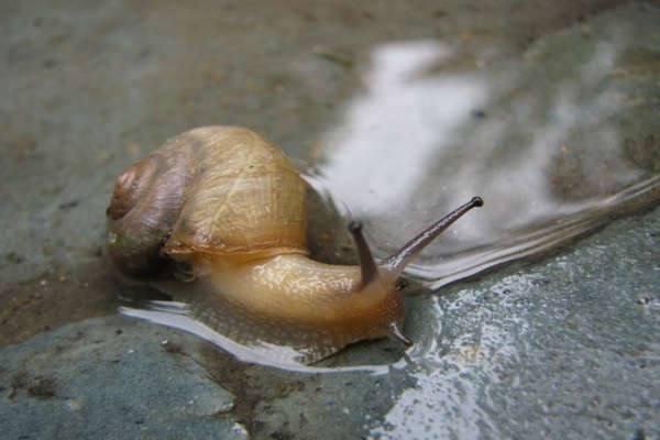 蜗牛为什么留下黏液?减少地面摩擦(由足腺分泌)(图3)