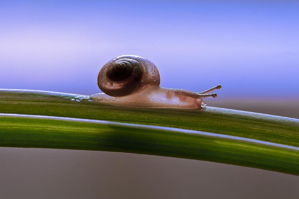 蜗牛为什么留下黏液?减少地面摩擦(由足腺分泌)(图1)