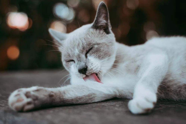 猫猫打呼噜是什么意思?10个猫咪认定主人的表现