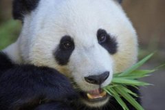大熊猫为什么被视为中国的国宝?中国特有物种(数量稀少)