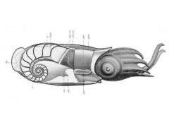 卷壳乌贼:长有螺旋状内壳的软体动物(仅7厘米长)