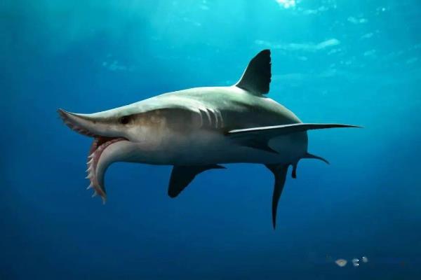 体型最大的鲨鱼图片