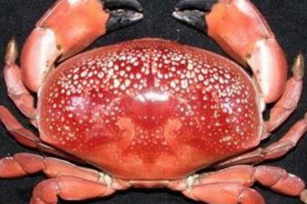 十大毒蟹中国图片